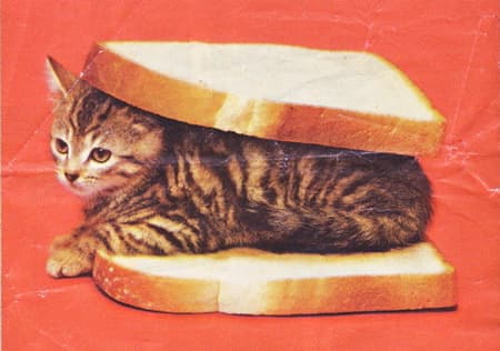 Kitten in bread
